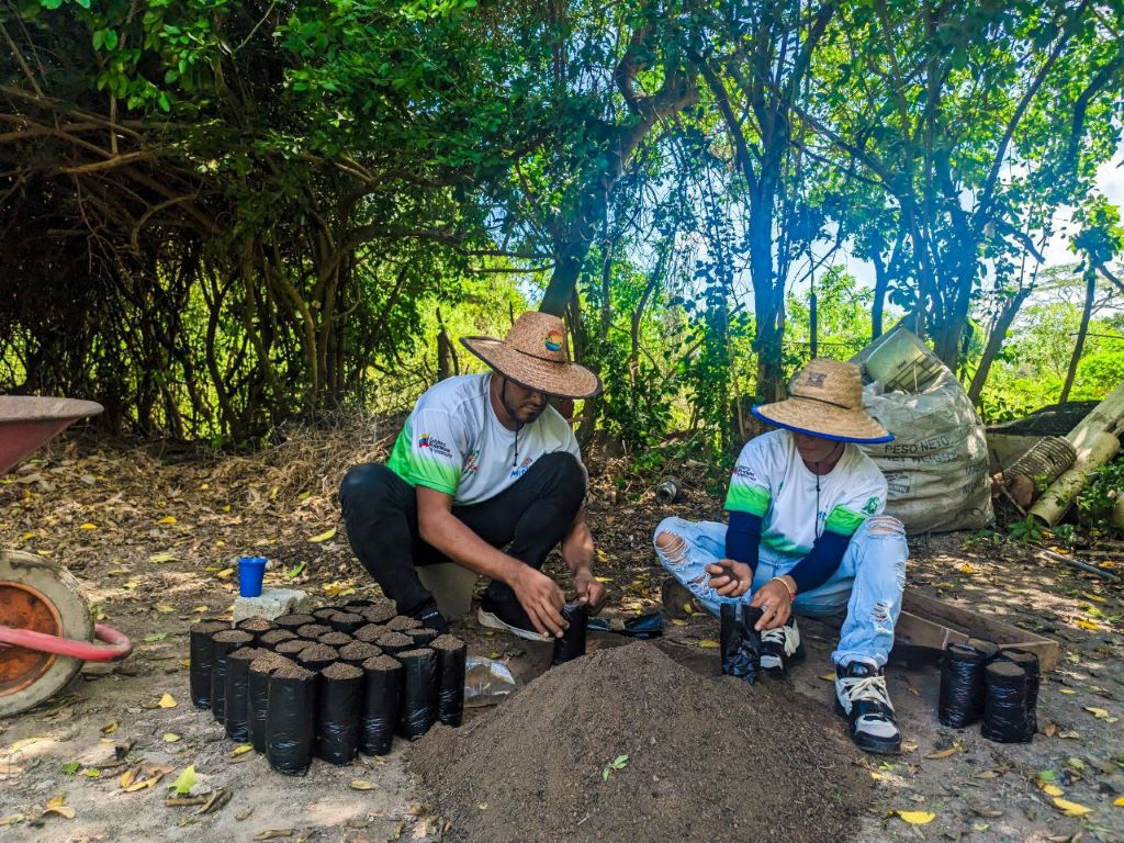 producción de más de 5 mil plantas forestales - Agencia Carabobeña de Noticias