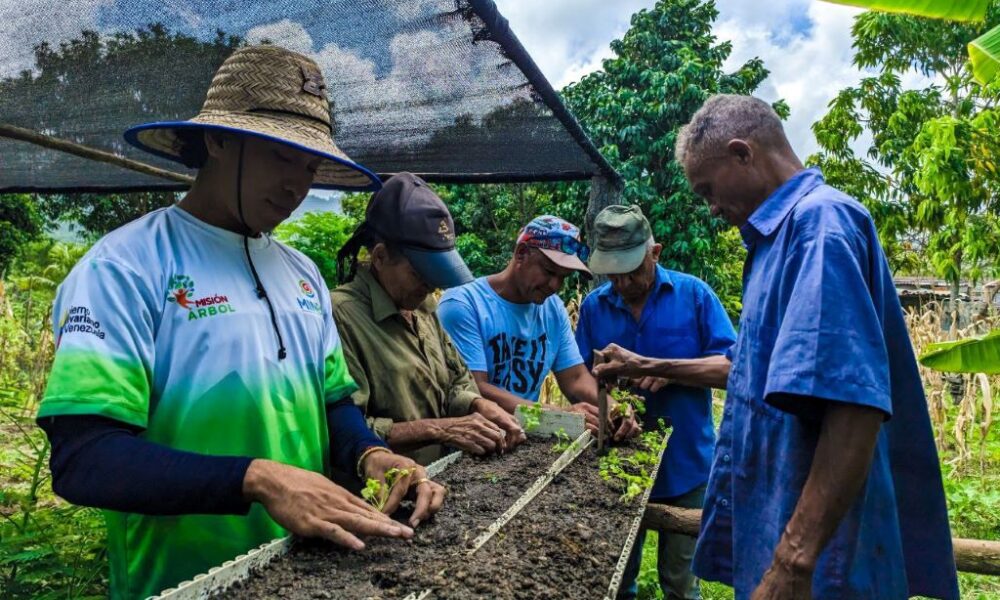 producción de más de 5 mil plantas forestales - Agencia Carabobeña de Noticias