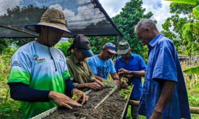 producción de más de 5 mil plantas forestales - Agencia Carabobeña de Noticias