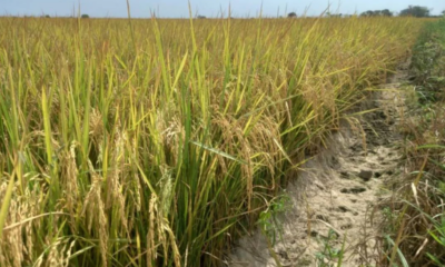 Productores de arroz Guárico
