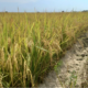 Productores de arroz Guárico
