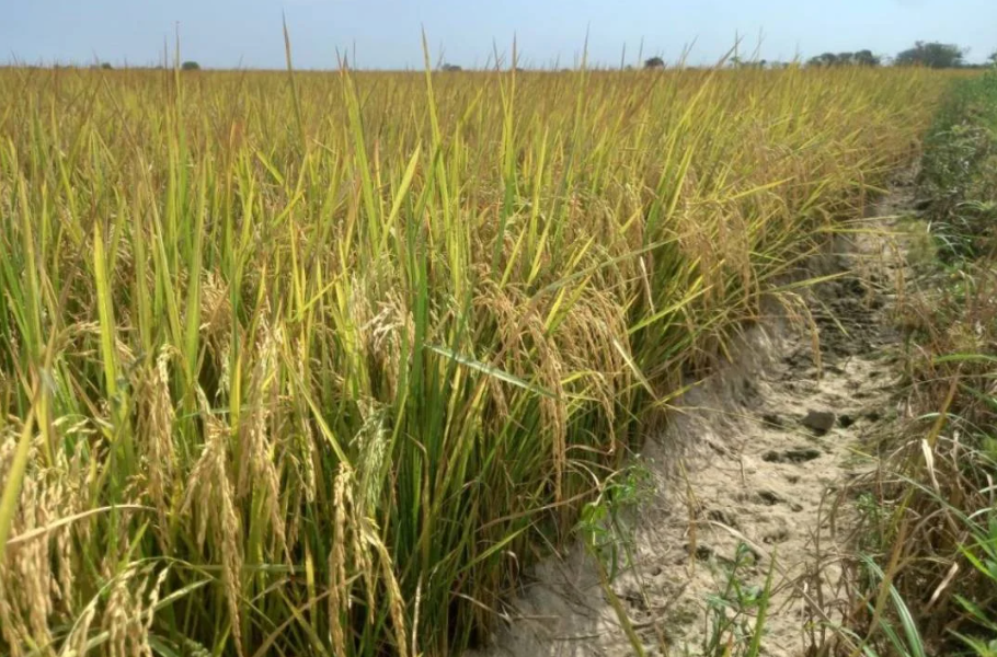 Productores de arroz Guárico