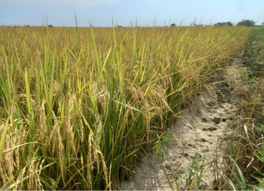 Productores de arroz Guárico