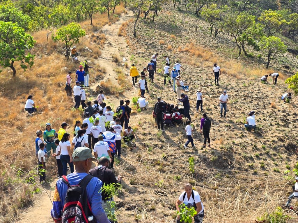 Plan de Reforestación en zonas del Parque Nacional Henri Pittier - Agencia Carabobeña de Noticias