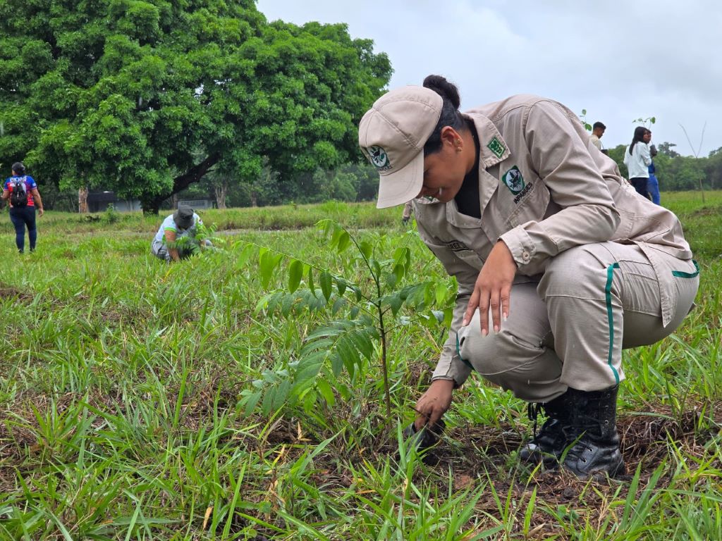 Sembrados más de mil 500 árboles en Campo de Carabobo - Agencia Carabobeña de Noticias