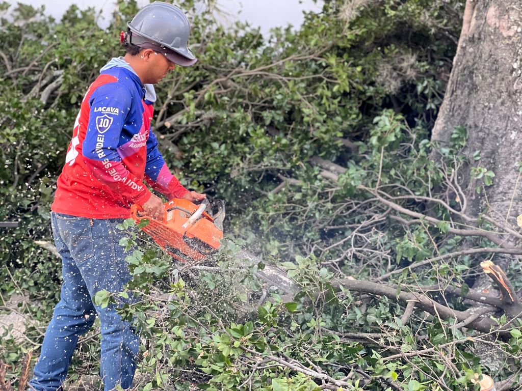 Alcaldía de Naguanagua intensifica labores de poda - Agencia Carabobeña de Noticias