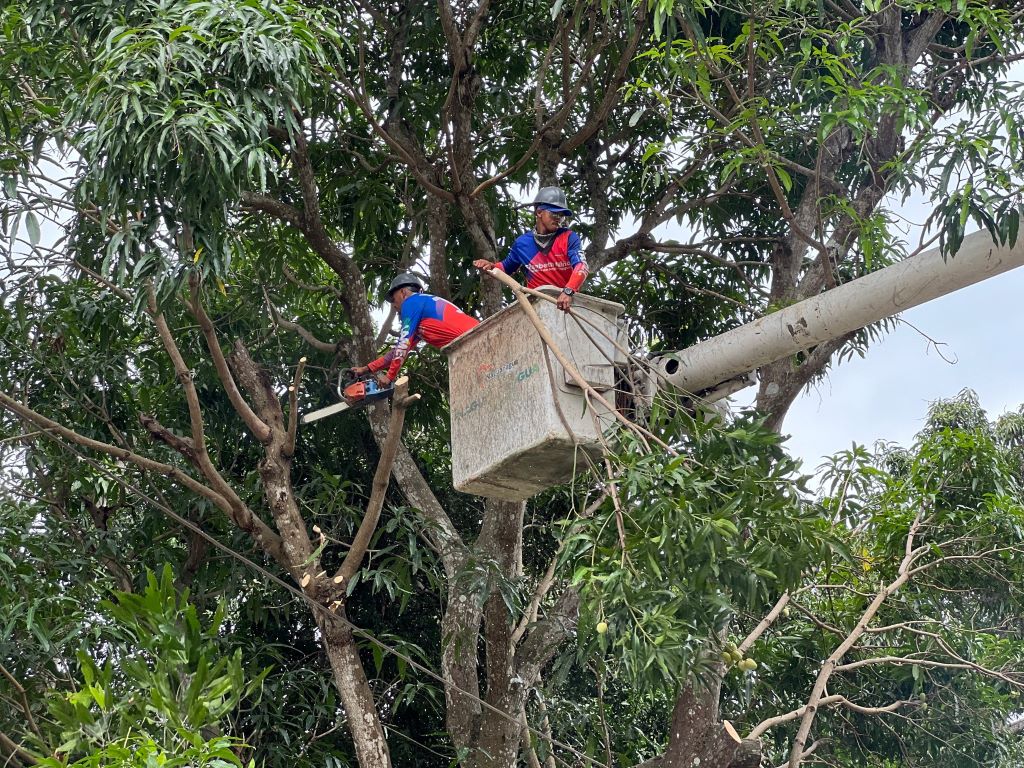 Alcaldía de Naguanagua intensifica labores de poda - Agencia Carabobeña de Noticias