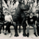 BigMandrake nuevo álbum