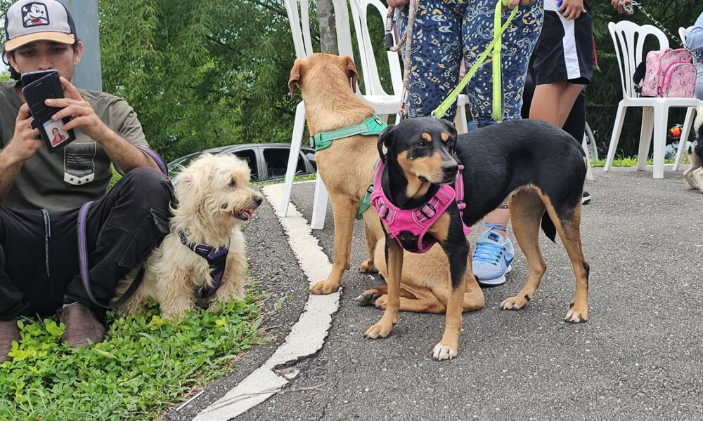 Alcaldía de El Hatillo jornada veterinaria