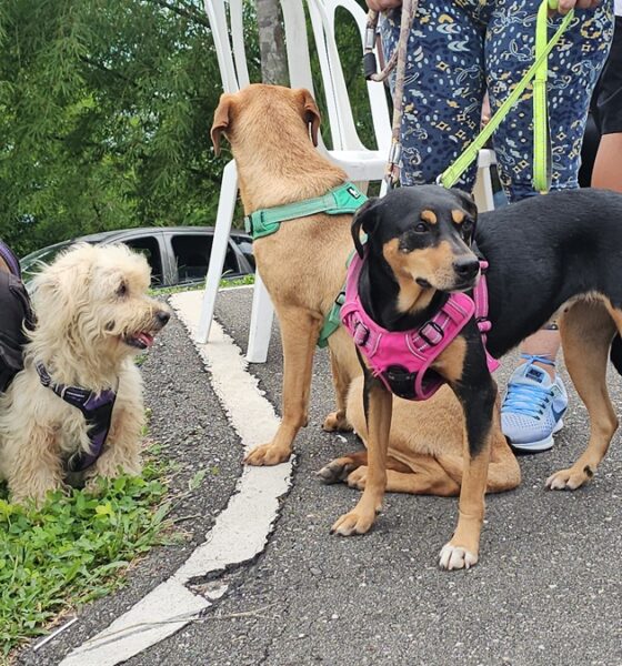 Alcaldía de El Hatillo jornada veterinaria
