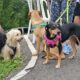 Alcaldía de El Hatillo jornada veterinaria