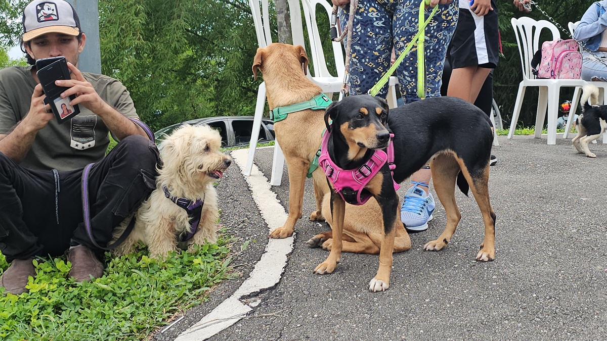 Alcaldía de El Hatillo jornada veterinaria