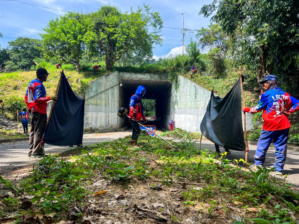Inicia plan de poda preventiva y fitosanitaria en Carialinda - Agencia Carabobeña de Noticias