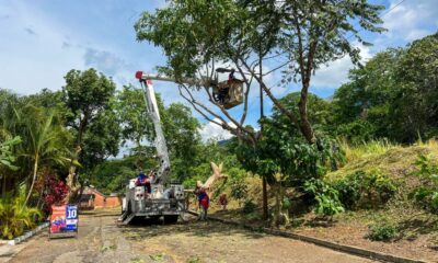 Inicia plan de poda preventiva y fitosanitaria en Carialinda - Agencia Carabobeña de Noticias