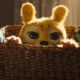 Marsupilami Venezuela
