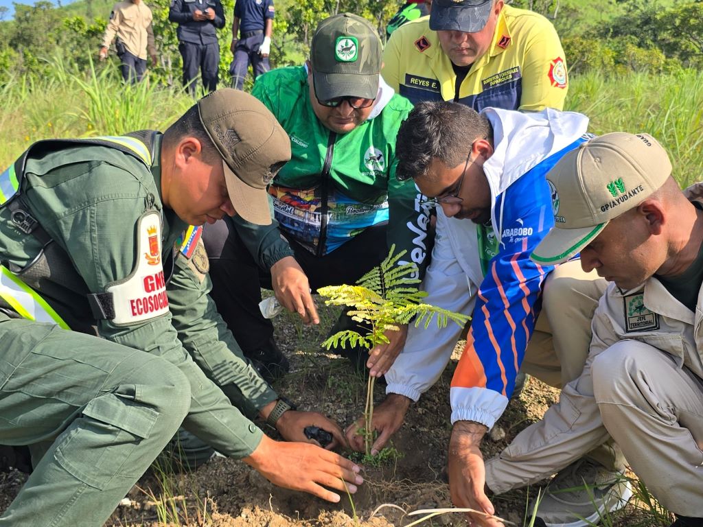 Sembrados más de mil árboles en Fila Cúpira - Agencia Carabobeña de Noticias